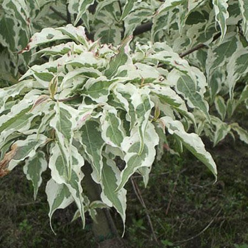 [COKSFU] Cornus kousa 'Summer Fun' (Conteneur - 5 ltr - 60-80 cm)
