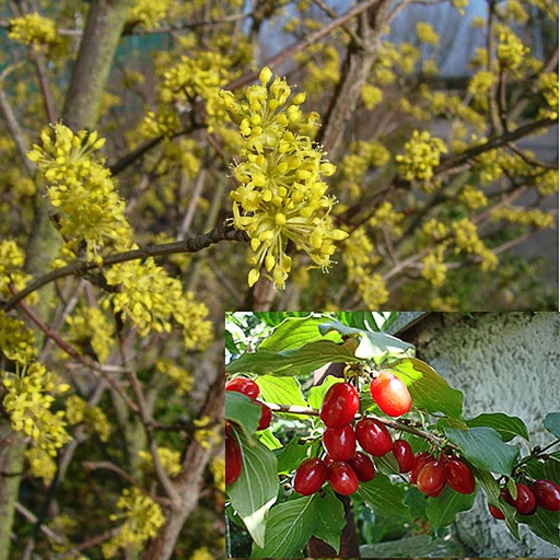 [COMJO] Cornus mas 'Jolico' (Conteneur - 5 ltr - 60-80 cm)