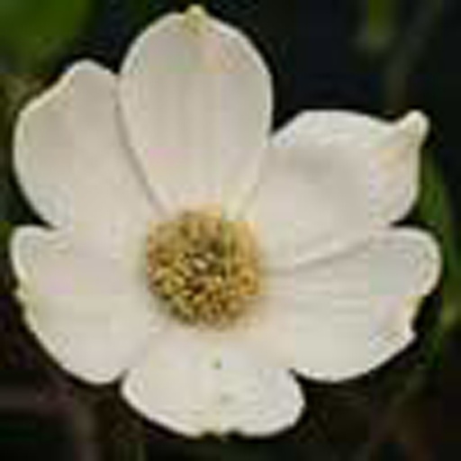 [CONPO] Cornus nuttallii 'Portlemouth' (Conteneur - 5 ltr - 60-80 cm)