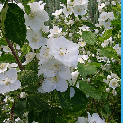 [PHINNO] Philadelphus 'Innocence' (Conteneur - 5 ltr - 60-80 cm)