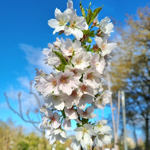 [PRHZA] Prunus 'Hata-Zakura' (Conteneur - 5 ltr - 60-80 cm)
