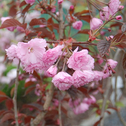 [PRRBU] Prunus 'Royal Bungeri' (Conteneur - 5 ltr - 60-80 cm)