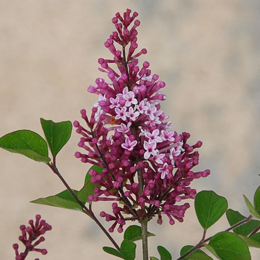 [SYJOS] Syringa 'Josee' (Conteneur - 7,5 ltr - 60-80 cm)