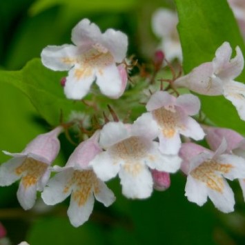 [KOAMAR] Kolkwitzia amabilis 'Maradco' (Conteneur - 7,5 ltr - 60-80 cm)