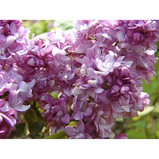 [SYVBN] Syringa vulg. 'Belle de Nancy' (Conteneur - 7,5 ltr - 60-80 cm)