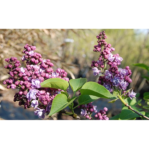 [SYVEGA] Syringa vulg. 'Edward J. Gardner' (Conteneur - 7,5 ltr - 60-80 cm)