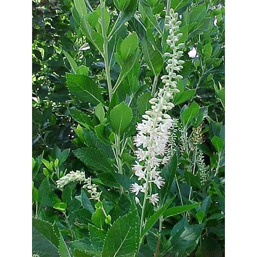 [CLHUMM] Clethra 'Hummingbird' (Conteneur - 7,5 ltr - 60-80 cm)