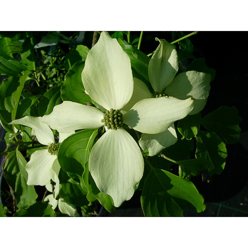 [COKNI] Cornus kousa 'Nicole' (Conteneur - 7,5 ltr - 60-80 cm)