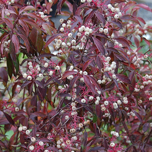 [CORACE] Cornus racemosa (Conteneur - 7,5 ltr - 60-80 cm)