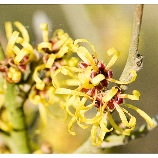 [HAMBO] Hamamelis mollis 'Boskoop' (Conteneur - 7,5 ltr - 60-80 cm)