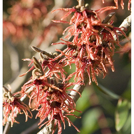 [HAIFE] Hamamelis x int. 'Feuerzauber' (Conteneur - 7,5 ltr - 60-80 cm)