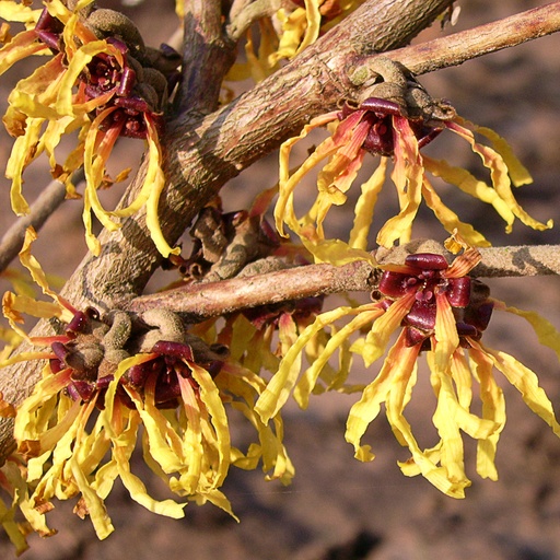 [HAIOB] Hamamelis x int. 'Orange Beauty' (Conteneur - 7,5 ltr - 60-80 cm)
