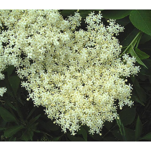[SANGT] Sambucus nigra 'Golden Tower' (Conteneur - 7,5 ltr - 60-80 cm)