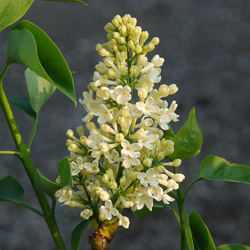 [SYVPRI] Syringa vulg. 'Primrose' (Conteneur - 7,5 ltr - 60-80 cm)