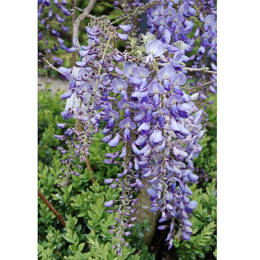 [WISBSA] Wisteria sinensis 'Blue Sapphire' (Conteneur - 7,5 ltr - 60-80 cm)
