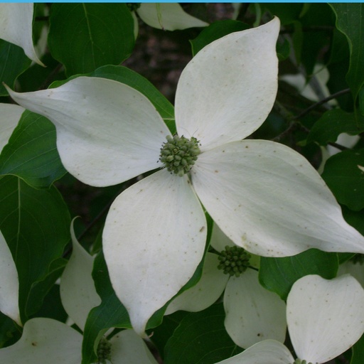 [COKWF] Cornus kousa 'Weisse Fontäne' (7,5 ltr - 60-80 cm)