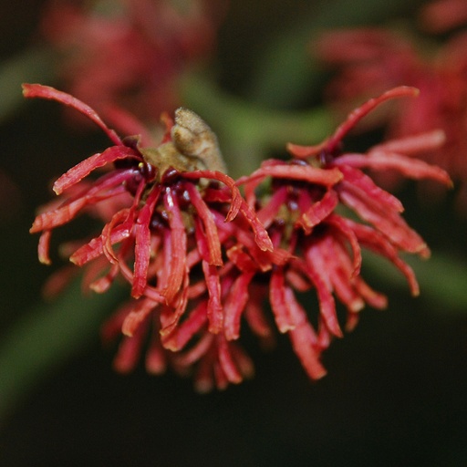 [HAIAK] Hamamelis x int. 'Antoine Kort' (Conteneur - 12 ltr - 80-100 cm)
