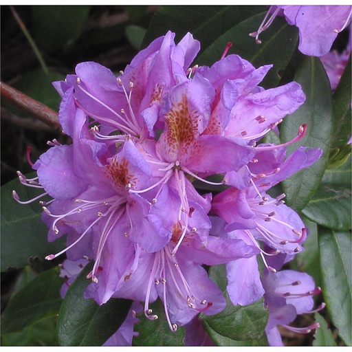 [RHPON] Rhododendron ponticum (Conteneur - 12 ltr - 80-100 cm)