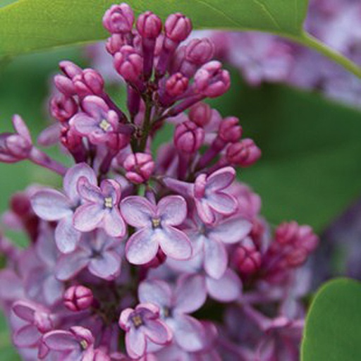 [SYVAM] Syringa vulg. 'Amethyst' (Conteneur - 12 ltr - 80-100 cm)