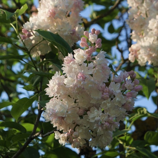 [SYVKMO] Syringa vulg. 'Krasavitca Moskuy' (Conteneur - 12 ltr - 80-100 cm)