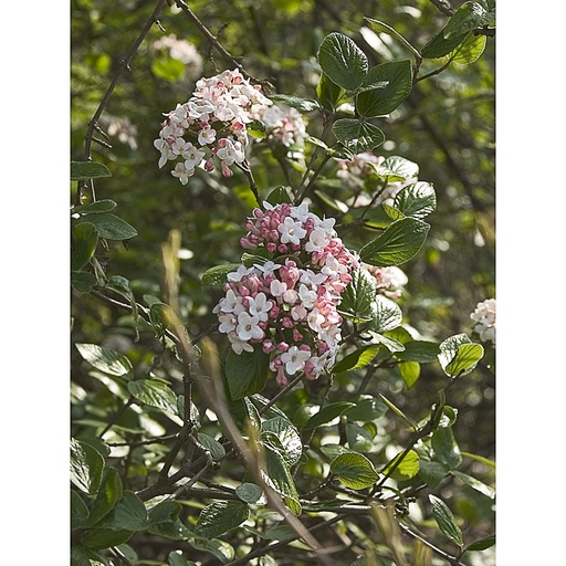 [VIARU] Viburnum 'Anne Russel' (Conteneur - 12 ltr - 80-100 cm)