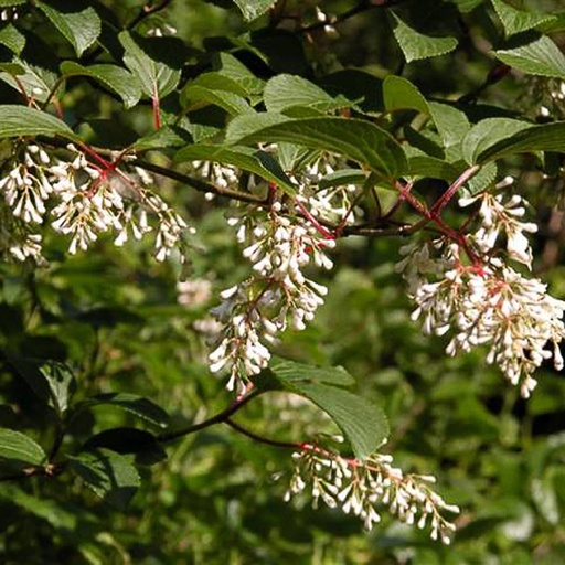 [VIEGR] Viburnum erubescens var. gracilipes (Conteneur - 12 ltr - 80-100 cm)