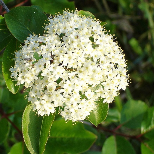 [VIRRGUA] Viburnum rufidulum 'Royal Guard' (Conteneur - 12 ltr - 80-100 cm)