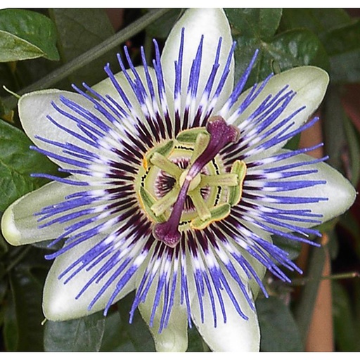 [PACAE] Passiflora caerulea (Conteneur - 2 ltr - 80-100 cm)