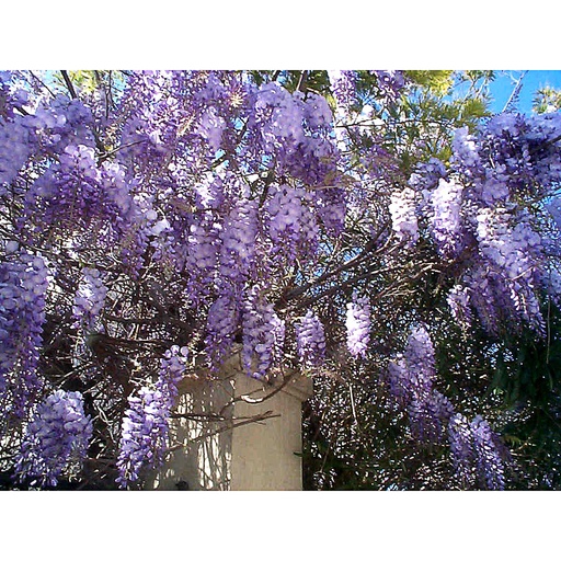 [WISPRO] Wisteria sinensis 'Prolific' (Conteneur - 2 ltr - 80-100 cm)
