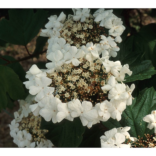 [VIOCO] Viburnum opulus 'Compactum' (Conteneur - 20 ltr - 80-100 cm)