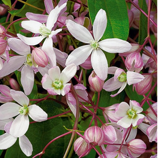 [CLAABL] Clematis armandii 'Apple Blossom' (Conteneur - 3 ltr - 80-100 cm)