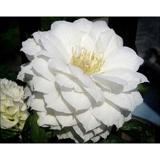 [CLDED] Clematis 'Duchess of Edinburgh' (Conteneur - 3 ltr - 80-100 cm)