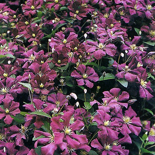 [CLEVIO] Clematis 'Etoile Violette' (Conteneur - 3 ltr - 80-100 cm)