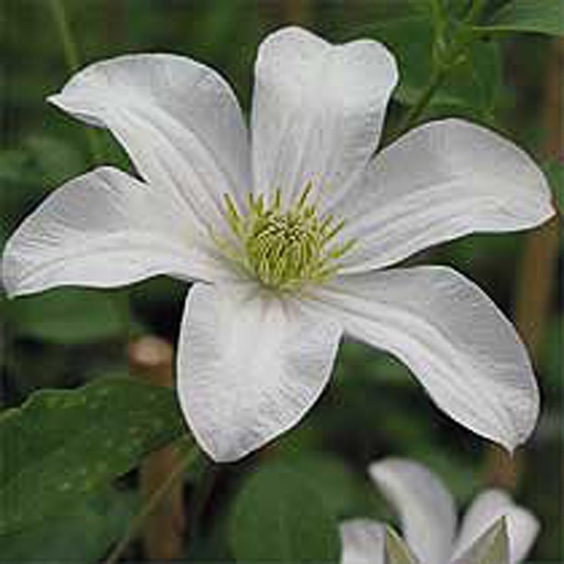 [CLHULDI] Clematis 'Huldine' (Conteneur - 3 ltr - 80-100 cm)
