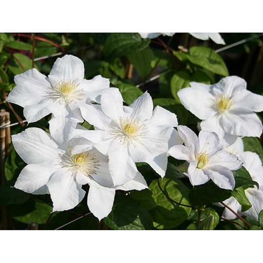[CLMLCO] Clematis 'Mme Le coutre' (Conteneur - 3 ltr - 80-100 cm)
