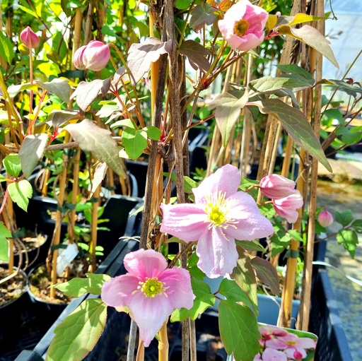 [CLMMAY] Clematis montana 'Mayleen' (Conteneur - 3 ltr - 80-100 cm)