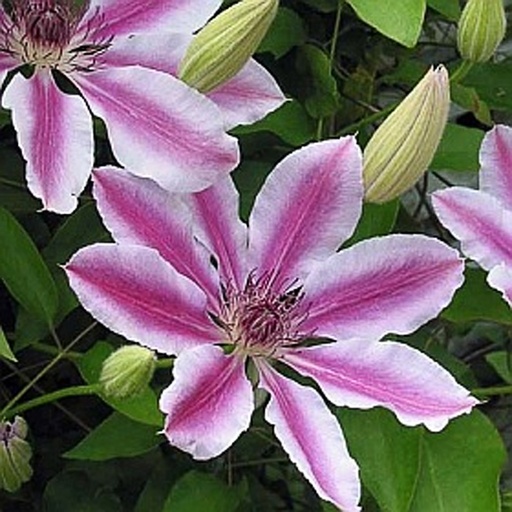 [CLNMOS] Clematis 'Nelly Moser' (Conteneur - 3 ltr - 80-100 cm)