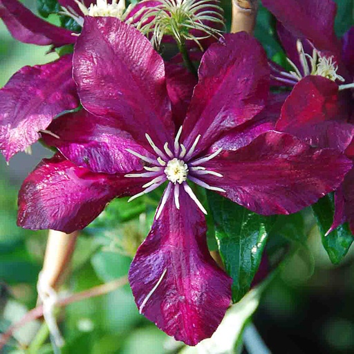 [CLNIO] Clematis 'Niobe' (Conteneur - 3 ltr - 80-100 cm)