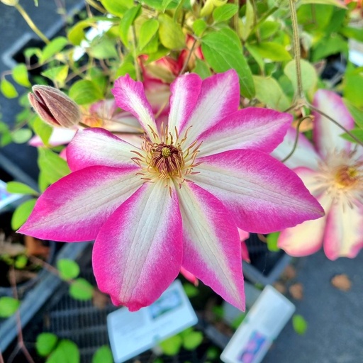 [CLPICO] Clematis Picotee (Conteneur - 3 ltr - 80-100 cm)