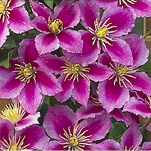 [CLPIILU] Clematis 'Piilu' (Conteneur - 3 ltr - 80-100 cm)