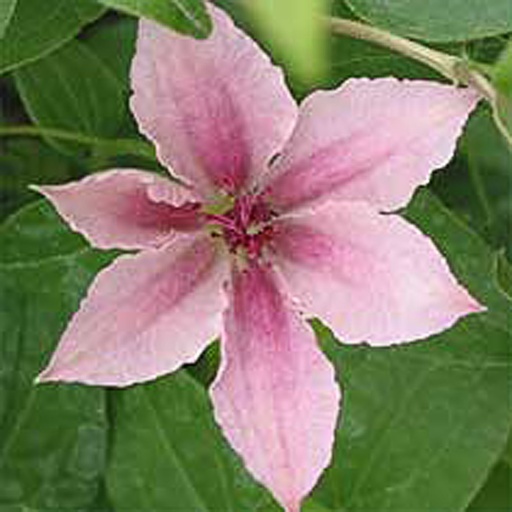 [CLPFA] Clematis 'Pink Fantasy' (Conteneur - 3 ltr - 80-100 cm)