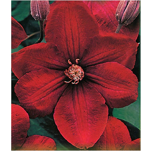 [CLRCA] Clematis 'Rouge cardinal' (Conteneur - 3 ltr - 80-100 cm)