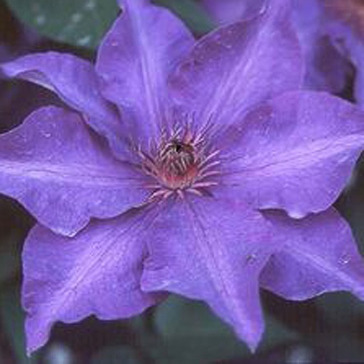 [CLPRES] Clematis 'The President' (Conteneur - 3 ltr - 80-100 cm)