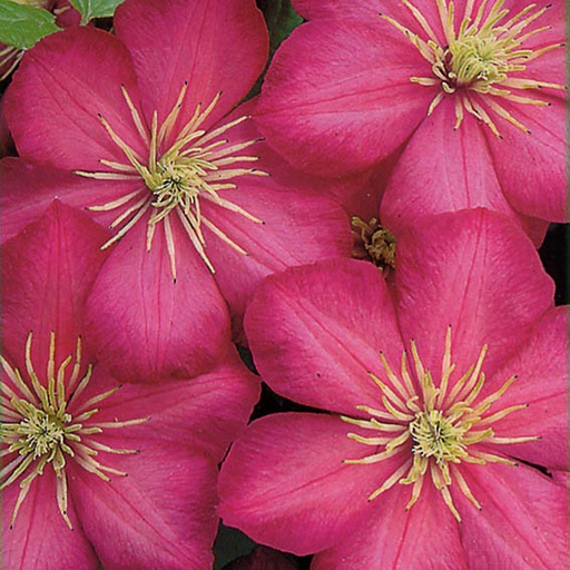 [CLVLY] Clematis 'Ville de Lyon' (Conteneur - 3 ltr - 80-100 cm)