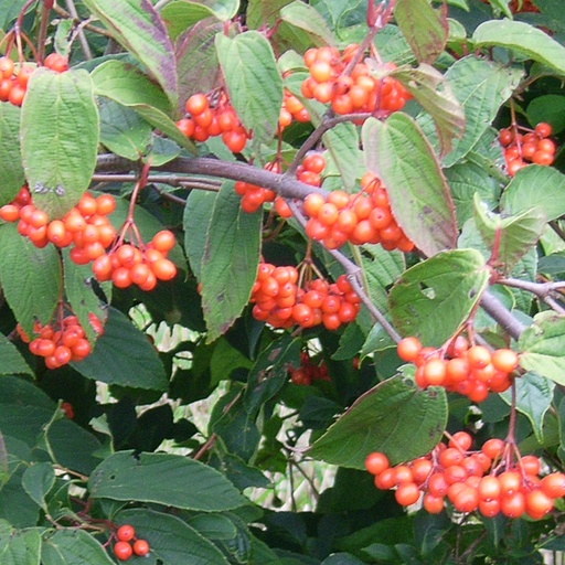 [VISET] Viburnum setigerum (Conteneur - 5 ltr - 80-100 cm)
