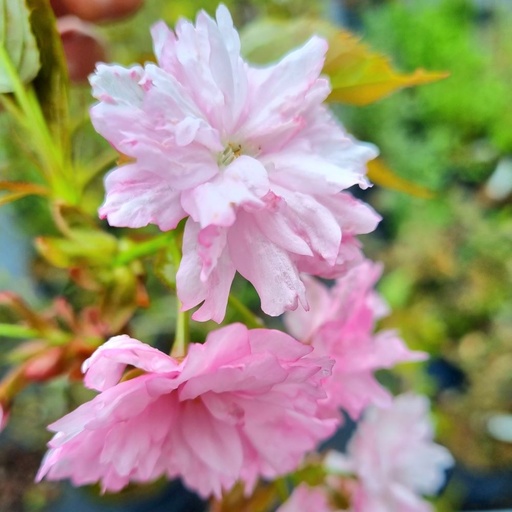 [PRSKA] Prunus serrulata 'Kanzan' (Hizabura) (Conteneur - 5 ltr - 80-100 cm)