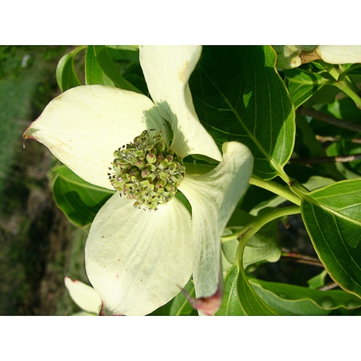 [COKASU] Cornus kousa 'All Summer' (Conteneur - 5 ltr - 80-100 cm)