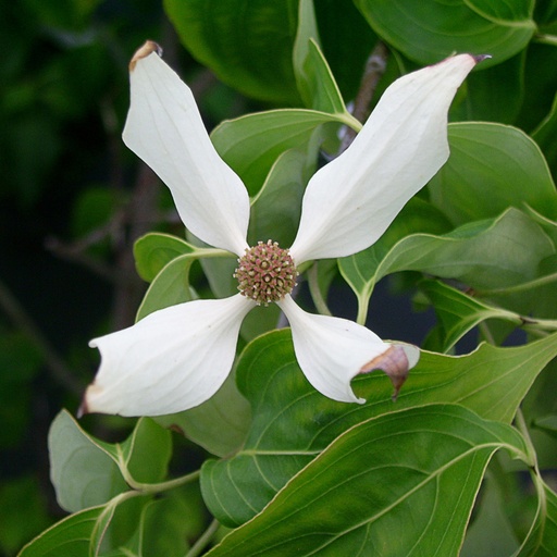 [COKRS] Cornus kousa 'Robert's Selectie' (Conteneur - 5 ltr - 80-100 cm)