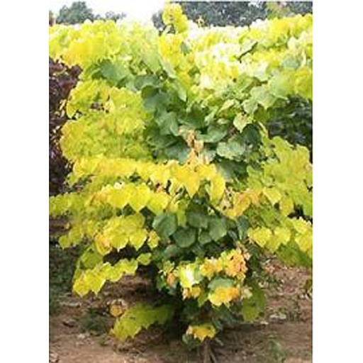 [CECMBEAU] Cercis canadensis 'Melon Beauty' (Conteneur - 7,5 ltr - 80-100 cm)