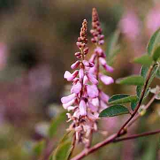 [INAMBL] Indigofera amblyantha (Conteneur - 7,5 ltr - 80-100 cm)